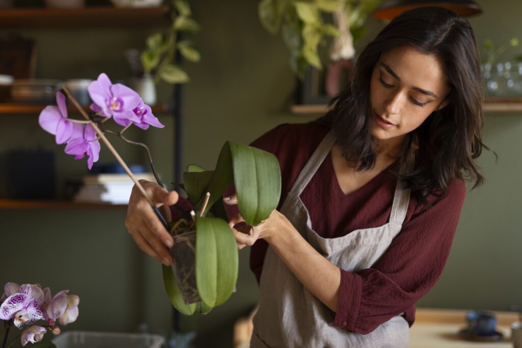 Qué cuidados básicos necesita una planta de orquídea en maceta para interior 5 Cuidados de la orquídea necesarios en diferentes estaciones del año