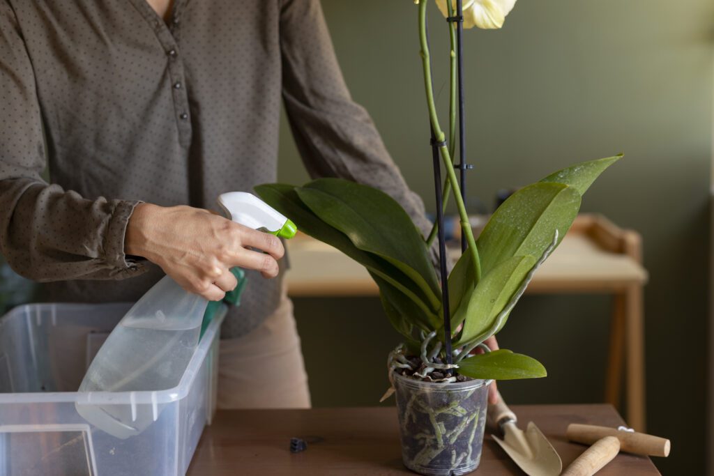 Qué cuidados básicos necesita una planta de orquídea en maceta para interior 3 Cuidados específicos durante la floración de la orquídea