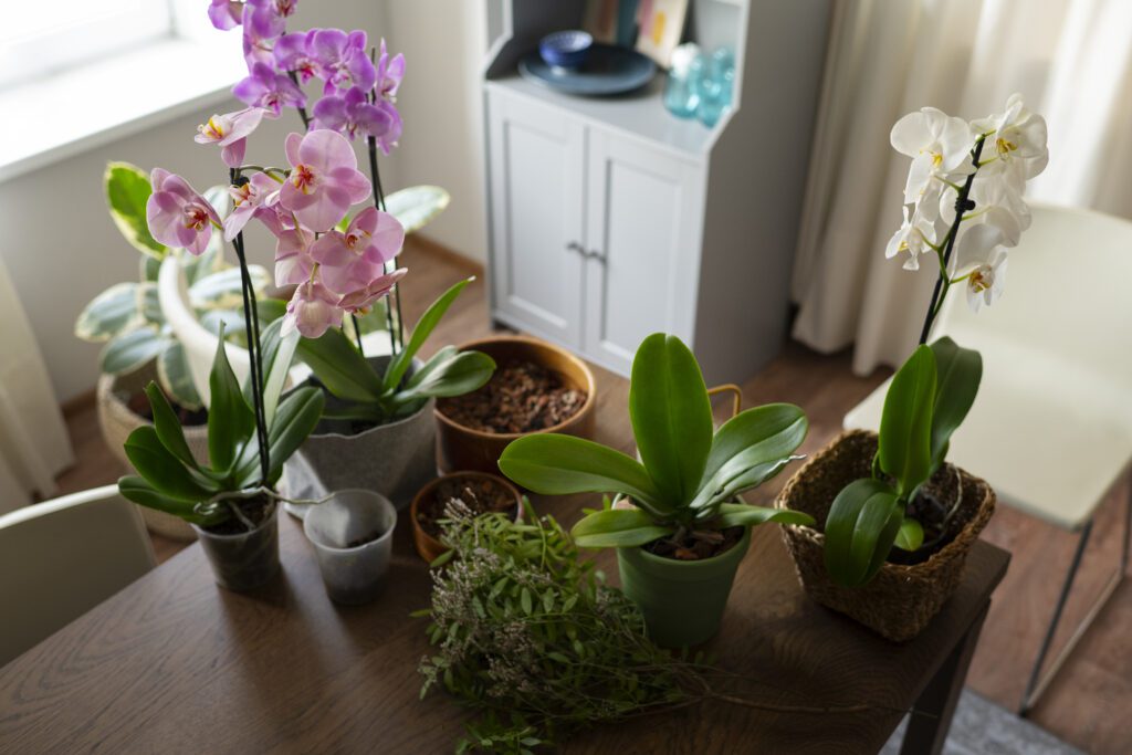 Qué cuidados básicos necesita una planta de orquídea en maceta para interior 4 Cuidados específicos durante la floración