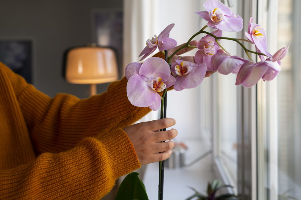 Qué cuidados básicos necesita una planta de orquídea en maceta para interior 1 cuidados básicos orquídea interior